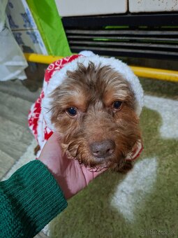 Yorkshire Terier - 2