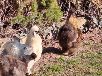 hodvábnička - kohút 2025 - 2