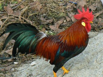 predám kohútov - 2