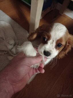 Cavalier king Charles spaniel - 2