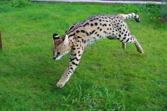 Serval stepny - 2