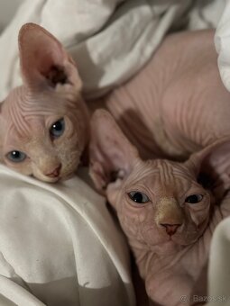 Dón sphynx - 2
