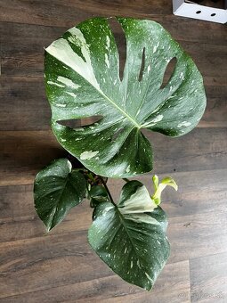 Monstera THAI CONSTELLATION - 2