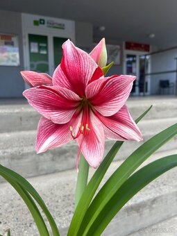 Rozkvitnute kvety Amaryllis - 2