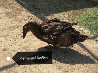 Ruánska kačica - 2