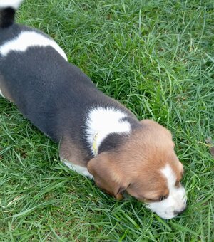 Predaj Beagle Tricolor - 2