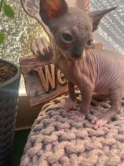 Mačička sphynx - 2