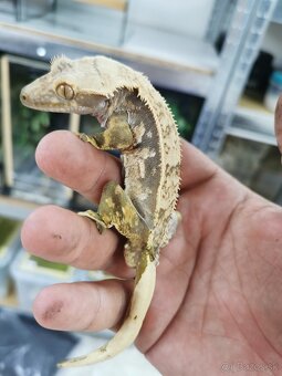 Pagekon riasnaty parik - 2