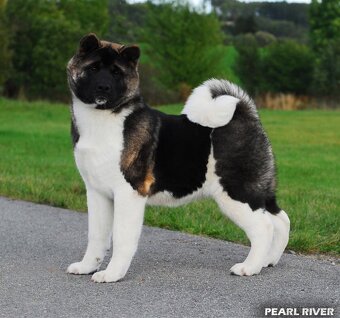 Americká Akita - 2