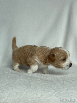 Havanský psík s PP, posledné tri šteniatka - 2