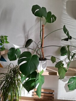 Monstera deliciosa - 2