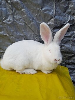 Predam zajace belgicky obor - 2