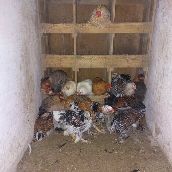 Nosnice - Bahmanky - 2