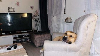 Darujeme staforda – LEN do dobrých rúk - 2