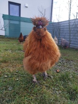 Kohút hodvabnicky - 2