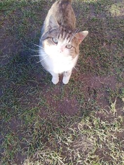 Darujeme kocúrika - 2