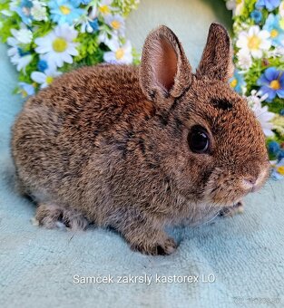 Zakrslý rex - kastorex LO samček - 2