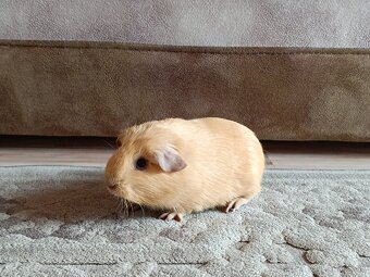 Morča,Morské prasiatko - 2