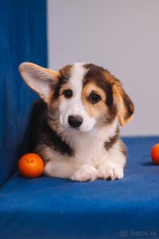 Welsh Corgi Pembroke - 2