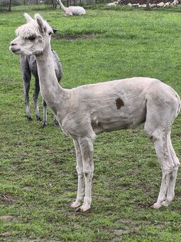 Alpaka Lama Alpaca - 2