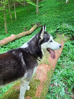Sibírsky husky - 2