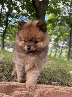 Pomeranian - 2