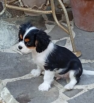 Cavalier, kavalier, cavalier king charles spaniel - 2