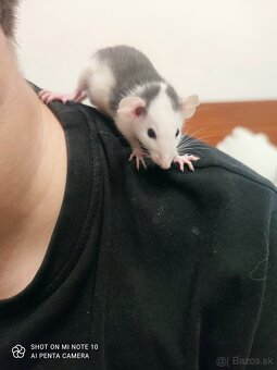 Dumbo potkan - 2