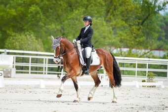 Welsh Pony D - 2