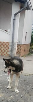 Predam/vymenim husky sucku - 2
