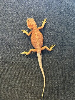 Agama bradatá - samice aj samce - 2