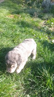 Šteniatka na adopciu Drietoma - 2