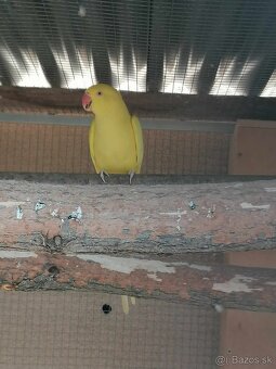 Alexander malý žltý,Samička posledný kus. - 2