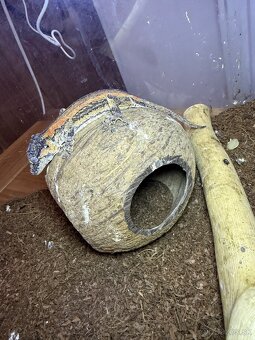 Gekón 2x + terarium - 2