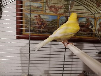 Kanárik Harcký dutospevec - 2