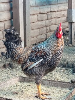 Kohút GREEN SHELL - 2