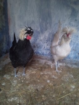 Kohút Holanďanka - 2