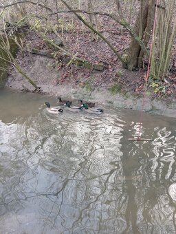 Ruansky káčery - 2