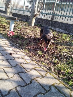 Darujem šteniatko psa - 2