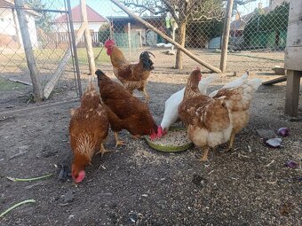 Nadčasové vajcia. - 2