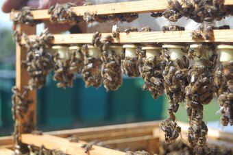 Predám včely - 2
