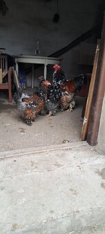 Brahmanky - 2