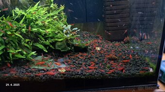 Predam krevetky Neocaridina red cherry - 2