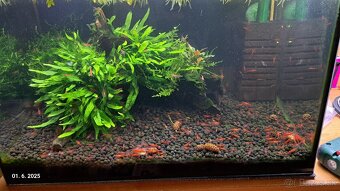 Predam krevetky Neocaridina red cherry - 2