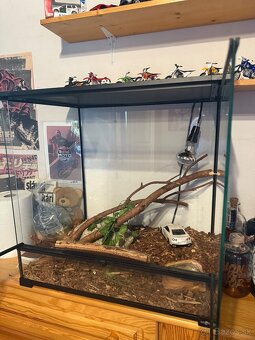 Pyton kráľovsky + terarium - 2
