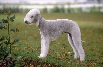 Kúpim Bedlington terriera, kerry blue terriera - 2