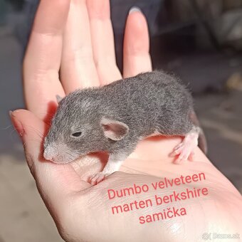 ❤ Exkluzívne dumbo, velveteen, rex potkaníky - 2