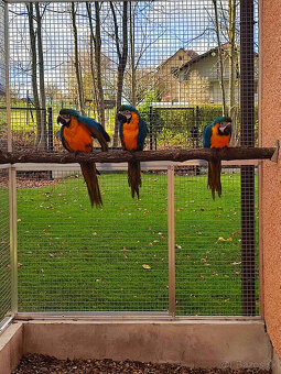 Ara ararauna ručne dokŕmená - 2