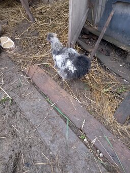 Kohut Hodvabnicky - 2