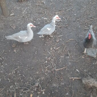 Kačica pižmová strieborná - 2